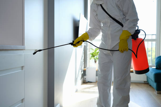 Best Black Mold Removal  in Essex, IL