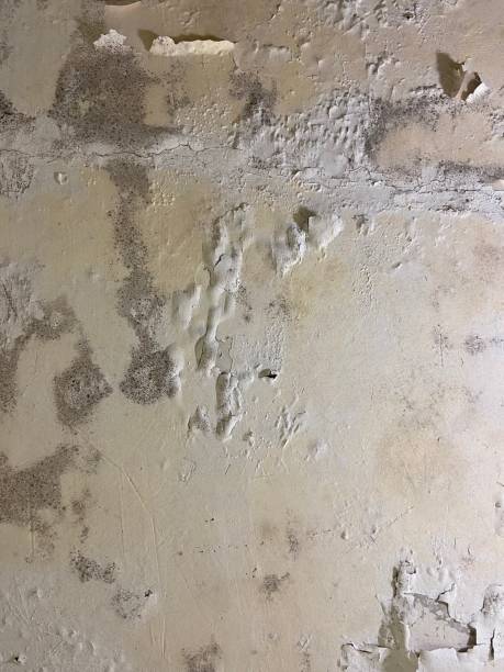 Best Office Mold Removal Services  in Essex, IL