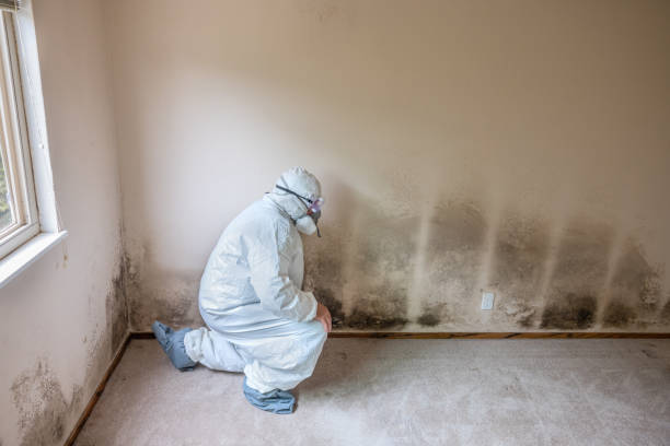 Best Commercial Mold Removal  in Essex, IL