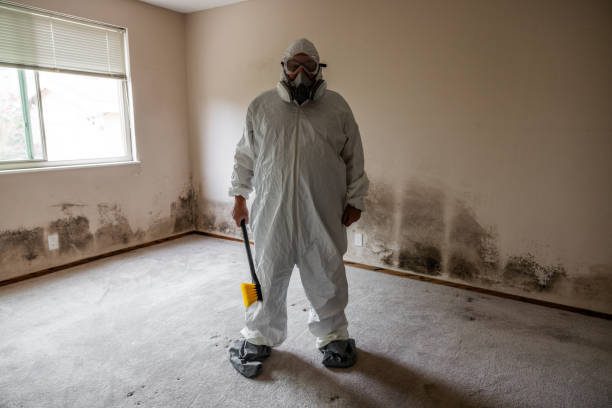 Mold Removal Process in Essex, IL