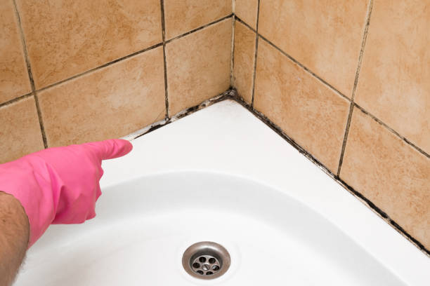 Best Toxic Mold Removal  in Essex, IL