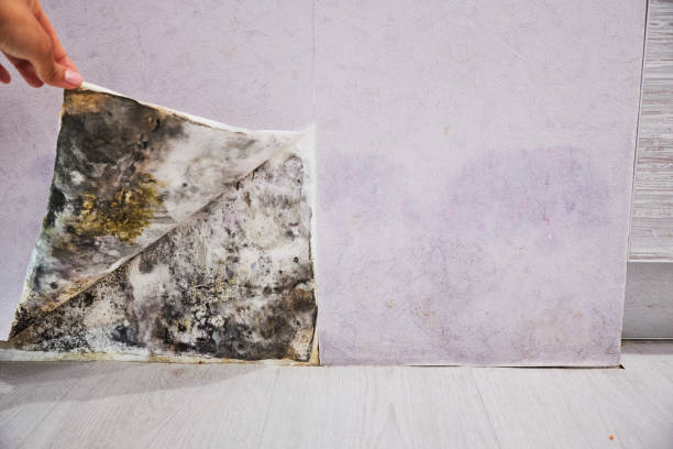 Best Affordable Mold Removal  in Essex, IL